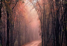 M88：郑钦文发文告别澳网中国新闻网微博.